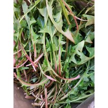 [신중국식품]싱싱민들레 . 푸궁잉 쌉싸롬하면서 입맛돋구는 무순들레, 1kg, 1개