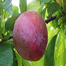 국내산 청송 가을자두 추희자두, 왕(150g내외) 3kg, 1개