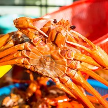[자연맛남] 속초 붉은대게 자숙 홍게 3kg 6미내외(소박달몸통80%-다리90%), 단품