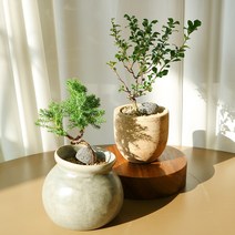 장수매화 눈향나무 미니분재 고급 축하 선물