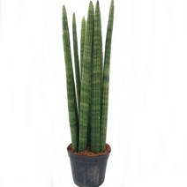 트리앤 스투키 산세베리아 수퍼바 금전수, 04.스투키40cm7촉이상 1개