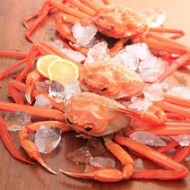 울진 후포항 붉은대게3미(1.3kg내외), 단품