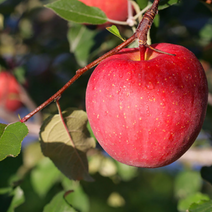 명품 경북 청송사과 황금사과 부사 시나노골드 썸머킹 홍로 아리수 아오리 5Kg 10Kg, 홍로사과 5kg(가정용 18~20과)