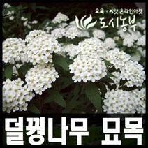 덜꿩나무 1m~1.2m 나무 묘목 도시농부