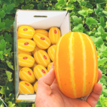 더바른식탁 참외 성주 참외 3kg 성주 참외 5kg 성주 참외 10kg 미니 참외 성주 미니참외 성주 참외 가정용, 알찬 실속로열과(7~10과내외)