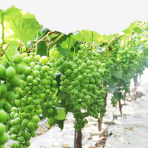 자연담아 샤인머스캣 GAP 인증 경산 산지직송 프리미엄 고당도 아삭아삭 즐거운 식감 귀족과일 2kg, [ 4kg ] 수출용 특등급