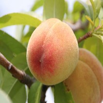 NS복숭아 성목R3(개화주)