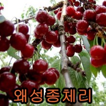 왜성종체리나무 접목1년특묘 나무 묘목 체리나무