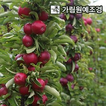 기둥형사과 사과나무 유실수 정원수 가림원예조경, 메이의눈동자 결실주 분묘