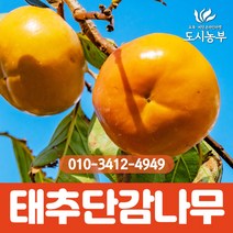 감나무/태추단감/결실주/R2~R3/단감/1등묘/특묘/감/과일/유실수/나무/묘목/도시농부