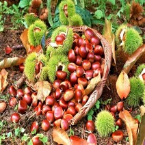 2022년 공주 부여 햇밤 명품알밤 2kg 4kg 6kg 6kg[대사이즈], 공주알밤6kg(대)