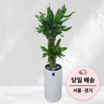 에코플랜트 실내공기정화 식물 개업식 집들이 거실 인테리어화분 사무실 이전 축화화분[서울.경기 평일 당일배송]<토요일 오후 일요일 주문건 월요일배송>, 07. 황금죽 원통형, 1개” class=”wr-img”></a></div>
</div>
</div>
</div>
<div class=