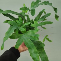 바닐라가든 블루스타고사리49