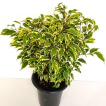 나타시아벤자민 칼라벤자민 (중) 풍성하게 잘자라는 고무나무, 단품
