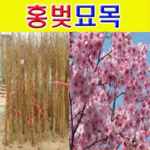 (D소망)홍벚나무묘목(접목1년) 2그루