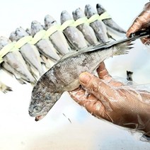 영광굴비 장줄 1.6K이상 20미 가정용 손질상품 진공포장 다시팩증정 가락시장 도매 힘바다 가락금호상회