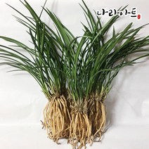 나라아트 풍란 동양란 난화분 모음, 31. 철골소심(6-7촉)