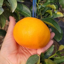 제주 천혜향 3kg 5kg 10kg 고당도 못난이 가정용 천혜향선물세트, 천혜향 - 소과(S~L) 3kg