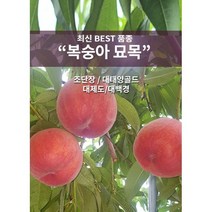 복숭아묘목/ 조단장/ 대태양골드/ 대제도/ 대백경/ 유실수/ 다양한 품종/ 신품종/채움원예종묘, 조단장(1세트20주)