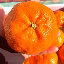 프리미엄 제주 고당도 레드향 선물세트 특품 3kg 5kg 10kg, 레드향/3kg/가정용(대)/11~14과