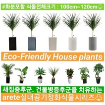 없음 [반값화분] MAIN-대형드라코130(드라세나) 직접배송 축하화분 개업화분 거실화분 카페화분 인테리어화분 아레카야자 극락조 알로카시아 파키라 고무나무, 원통블랙