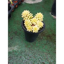 안산 플라워마트 다육식물 매직잼골드