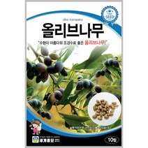 올리브나무10립 / 수목 종자 과실품종 마당 관상용 정원 가드닝 텃밭키우기 조경가꾸기