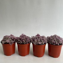 핑크레이디 4개묶음 실내공기정화식물 반려식물 플랜테리어 온누리꽃농원
