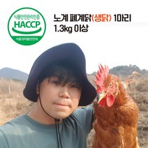폐계닭 신선육 노계닭(생닭) 산란닭 1~10마리 (1.3kg이상), 1.3kg, 1마리