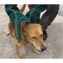 어도러블 강아지 고양이 물림방지 장갑 소가죽 반려동물 훈련장갑 36cm