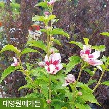 안동무궁화나무 화분