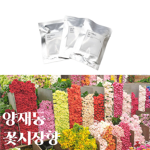 리필용 차량용 석고 고체 방향제 블랙체리 복숭아 비누향 디퓨저, 양재동 꽃시장 향