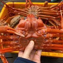 대감댁 제철 산지직송 포항 구룡포 자숙 연지홍게 3kg 육수용 홍개, 고급 A급 3kg (12미 내외)
