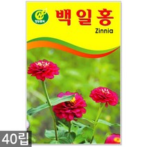 강낭콩 2g - 콩 씨 씨앗 강낭콩씨앗 강남콩씨앗 강낭콩씨, 10_청농_백일홍(40립)