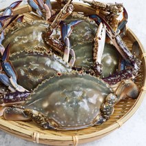 서해안 활꽃게 가을 봄 제철 알암꽃게 1kg 특가이벤트, 활암꽃게 소(4-6미 내외) 1kg