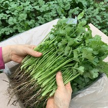 뿌리가 있는 국내산 장인이 만든 고수 / 포천 싱싱팜, 고수 1kg, 1박스