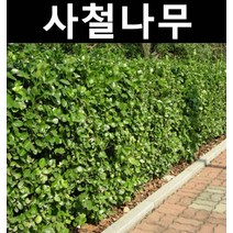 사철나무 키1.5m 뿌리 (1단 10주)/나무 묘목/상록수/조경용