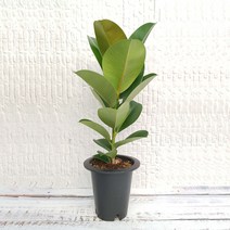 무지개정원 인도고무나무 화분 60-80cm 고무나무