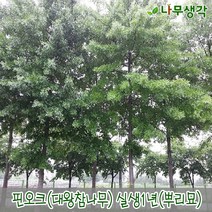 착한가격나무생각 핀오크(대왕참나무) 실생2년 뿌리묘 10주묶음, 주
