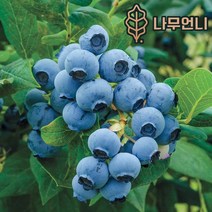 블루베리나무 블루베리 묘목 유실수 나무언니, 듀크 :7치화분 결실주