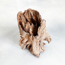 [라라아쿠아]내추럴 그루터기 유목 (대) 25∼35cm, 단일속성