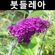 붓들레아/로얄레드(보라색) 나무 묘목 10cm포트 3개/정원/공원/조경수
