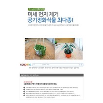그린플랜트 인삼펜더 공기정화식물 화분, 1개