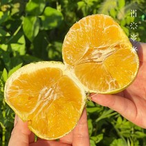 [사계식탁] 제주 황금향 효돈 감귤 산지직송, 선물용 4.5kg(17~25과), 1개