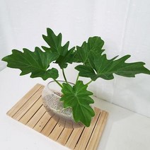 호프셀렘 키우기 쉬운 수경재배식물 홈가드닝 아몬드유리병, 둥근화병