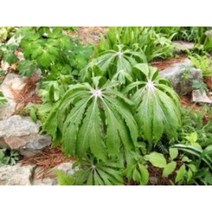우산나물 종근 10주