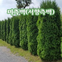 뿌리로템원예종묘_미측백 서양측백 4년생포트 / 키종류별 상록수, 키 60~80cm