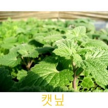 허브(Herb)/채소식물 캣닢 화분모종 4개 (L0277)