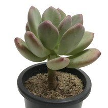 원종스위트캔디-파키피티움속/미인류/청성미인/다육