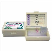영구 프레파라트 신경세포(5pcs)